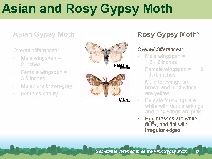 Asian and Rosy Gypsy Moth Asian Gypsy Moth Rosy Gypsy Moth* Overall differences: • Asian and Rosy Gypsy Moth Asian Gypsy Moth Rosy Gypsy Moth* Overall differences: •