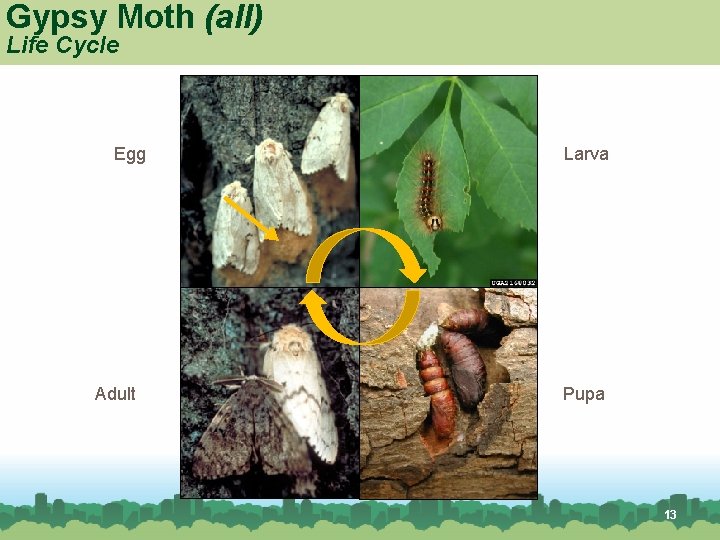 Gypsy Moth (all) Life Cycle Egg Adult Larva Pupa 13 Gypsy Moth (all) Life Cycle Egg Adult Larva Pupa 13