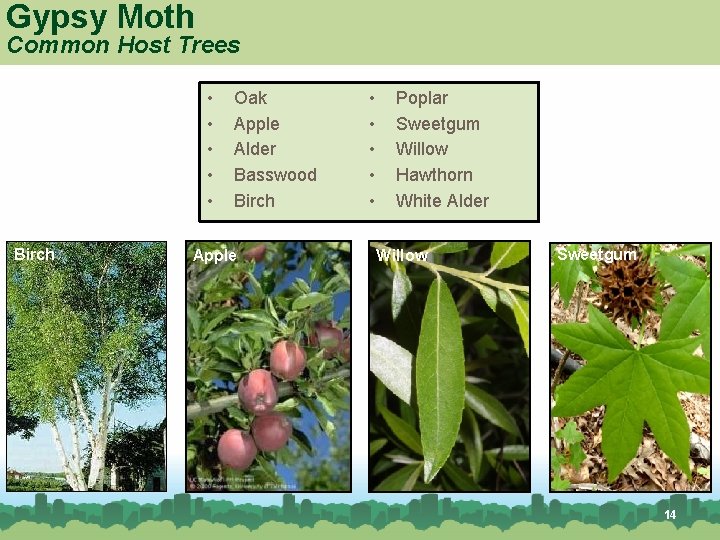 Gypsy Moth Common Host Trees • • • Birch Oak Apple Alder Basswood Birch Gypsy Moth Common Host Trees • • • Birch Oak Apple Alder Basswood Birch