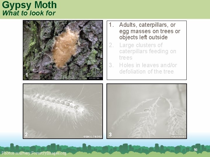 Gypsy Moth What to look for 1 2 Photos courtesy Forestry. Images. org 1. Gypsy Moth What to look for 1 2 Photos courtesy Forestry. Images. org 1.