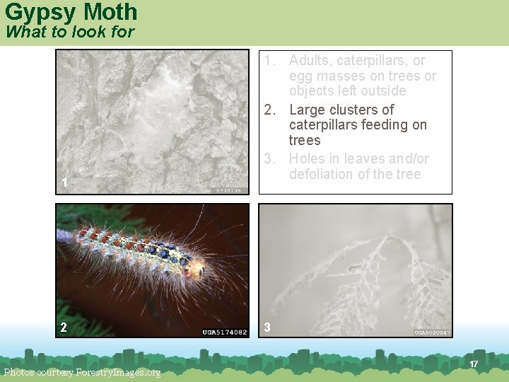 Gypsy Moth What to look for 1 2 Photos courtesy Forestry. Images. org 1. Gypsy Moth What to look for 1 2 Photos courtesy Forestry. Images. org 1.