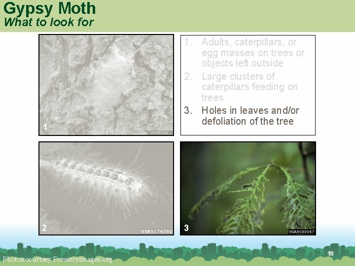 Gypsy Moth What to look for 1 2 Photos courtesy Forestry. Images. org 1. Gypsy Moth What to look for 1 2 Photos courtesy Forestry. Images. org 1.