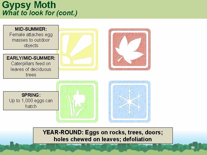 Gypsy Moth What to look for (cont. ) MID-SUMMER: Female attaches egg masses to Gypsy Moth What to look for (cont. ) MID-SUMMER: Female attaches egg masses to