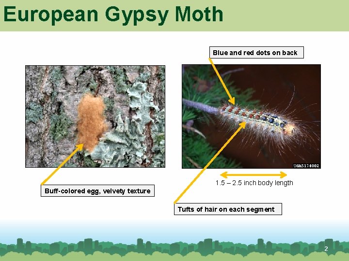 European Gypsy Moth Blue and red dots on back 1. 5 – 2. 5 European Gypsy Moth Blue and red dots on back 1. 5 – 2. 5