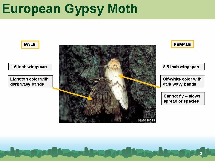 European Gypsy Moth MALE FEMALE 1. 5 inch wingspan 2. 5 inch wingspan Light European Gypsy Moth MALE FEMALE 1. 5 inch wingspan 2. 5 inch wingspan Light