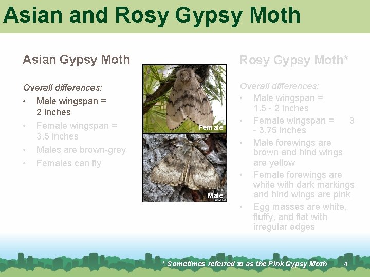 Asian and Rosy Gypsy Moth Asian Gypsy Moth Rosy Gypsy Moth* Overall differences: • Asian and Rosy Gypsy Moth Asian Gypsy Moth Rosy Gypsy Moth* Overall differences: •