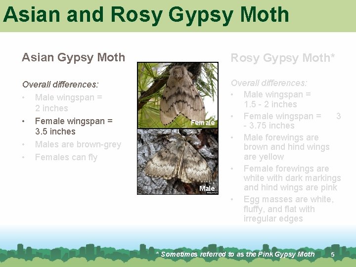 Asian and Rosy Gypsy Moth Asian Gypsy Moth Rosy Gypsy Moth* Overall differences: • Asian and Rosy Gypsy Moth Asian Gypsy Moth Rosy Gypsy Moth* Overall differences: •