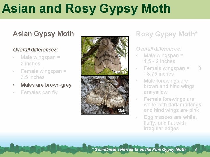 Asian and Rosy Gypsy Moth Asian Gypsy Moth Rosy Gypsy Moth* Overall differences: • Asian and Rosy Gypsy Moth Asian Gypsy Moth Rosy Gypsy Moth* Overall differences: •