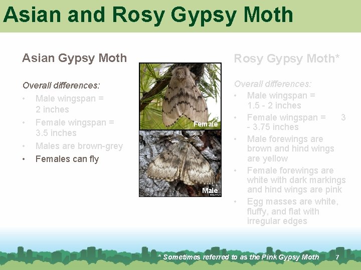 Asian and Rosy Gypsy Moth Asian Gypsy Moth Rosy Gypsy Moth* Overall differences: • Asian and Rosy Gypsy Moth Asian Gypsy Moth Rosy Gypsy Moth* Overall differences: •