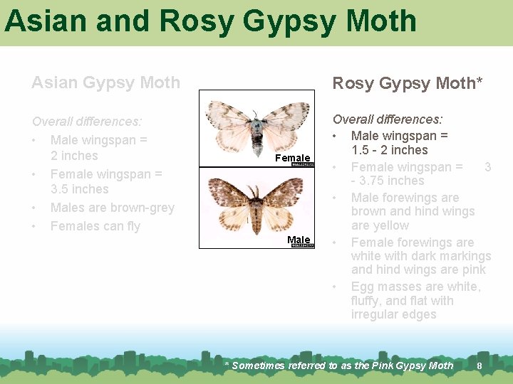Asian and Rosy Gypsy Moth Asian Gypsy Moth Rosy Gypsy Moth* Overall differences: • Asian and Rosy Gypsy Moth Asian Gypsy Moth Rosy Gypsy Moth* Overall differences: •