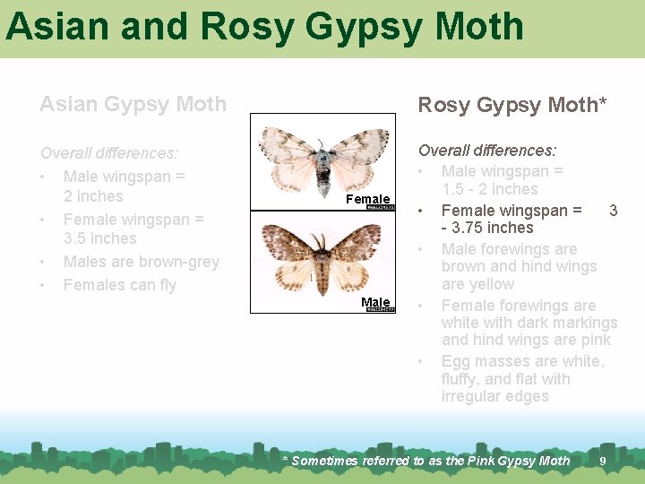 Asian and Rosy Gypsy Moth Asian Gypsy Moth Rosy Gypsy Moth* Overall differences: • Asian and Rosy Gypsy Moth Asian Gypsy Moth Rosy Gypsy Moth* Overall differences: •