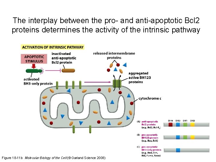 The interplay between the pro- and anti-apoptotic Bcl 2 proteins determines the activity of