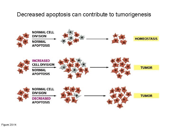 Decreased apoptosis can contribute to tumorigenesis Figure 20 -14 