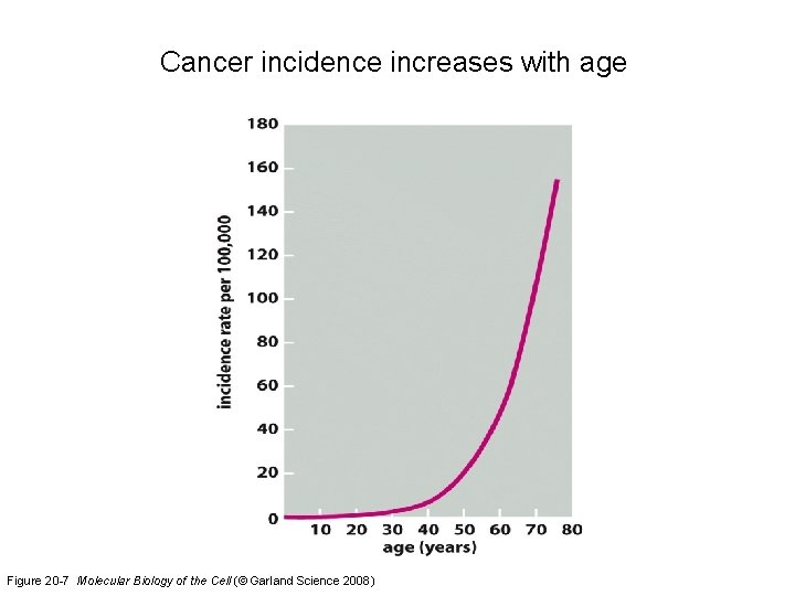 Cancer incidence increases with age Figure 20 -7 Molecular Biology of the Cell (©