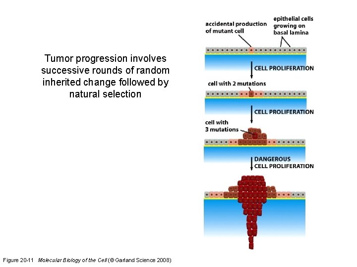 Tumor progression involves successive rounds of random inherited change followed by natural selection Figure