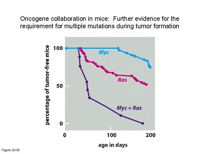 Oncogene collaboration in mice: Further evidence for the requirement for multiple mutations during tumor