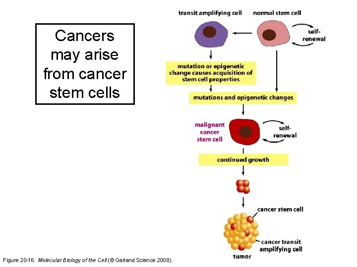 Cancers may arise from cancer stem cells Figure 20 -16 Molecular Biology of the