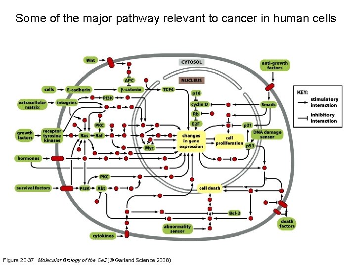 Some of the major pathway relevant to cancer in human cells Figure 20 -37