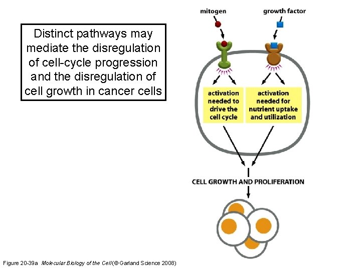 Distinct pathways may mediate the disregulation of cell-cycle progression and the disregulation of cell