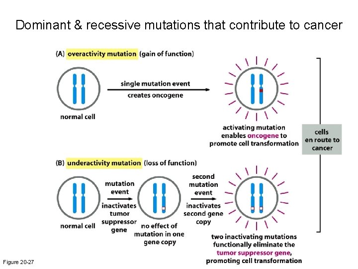 Dominant & recessive mutations that contribute to cancer Figure 20 -27 