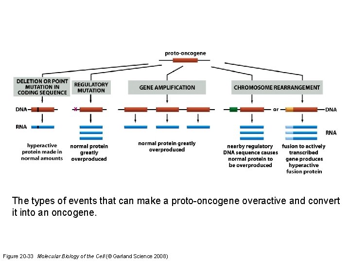 The types of events that can make a proto-oncogene overactive and convert it into