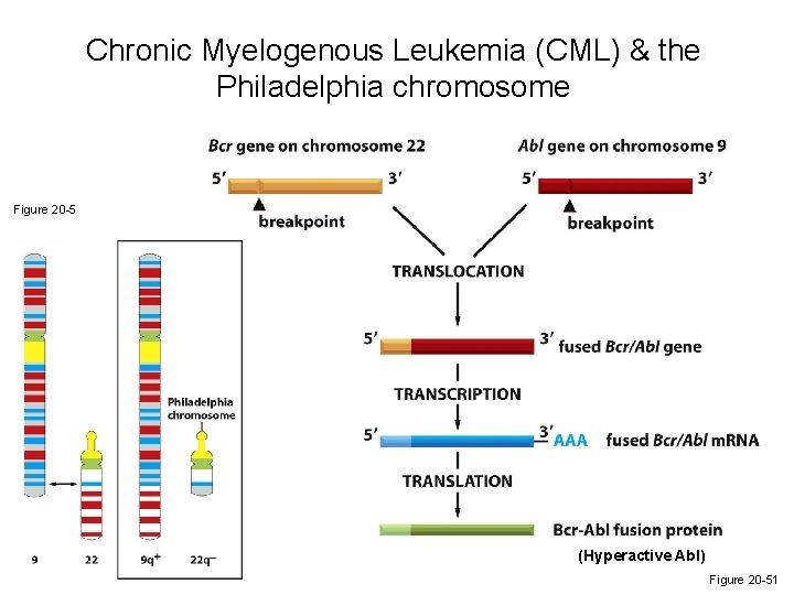Chronic Myelogenous Leukemia (CML) & the Philadelphia chromosome Figure 20 -5 (Hyperactive Abl) Figure
