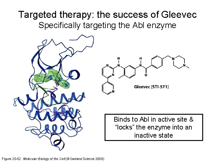 Targeted therapy: the success of Gleevec Specifically targeting the Abl enzyme Binds to Abl