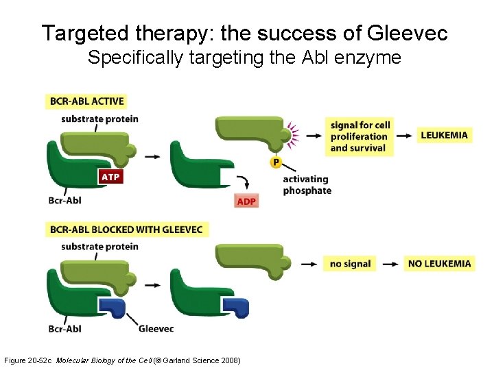 Targeted therapy: the success of Gleevec Specifically targeting the Abl enzyme Figure 20 -52