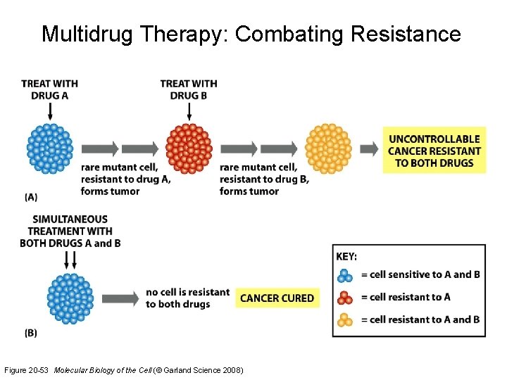 Multidrug Therapy: Combating Resistance Figure 20 -53 Molecular Biology of the Cell (© Garland