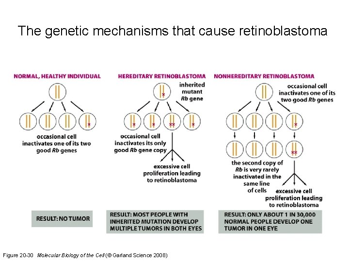 The genetic mechanisms that cause retinoblastoma Figure 20 -30 Molecular Biology of the Cell