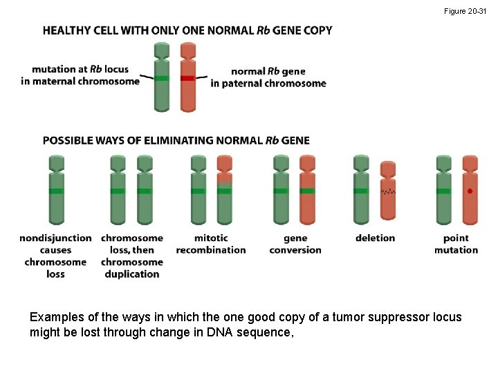 Figure 20 -31 Examples of the ways in which the one good copy of
