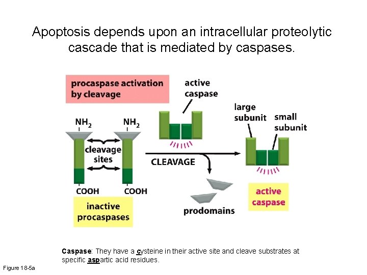 Apoptosis depends upon an intracellular proteolytic cascade that is mediated by caspases. Caspase: They