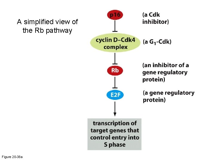 A simplified view of the Rb pathway Figure 20 -38 a 