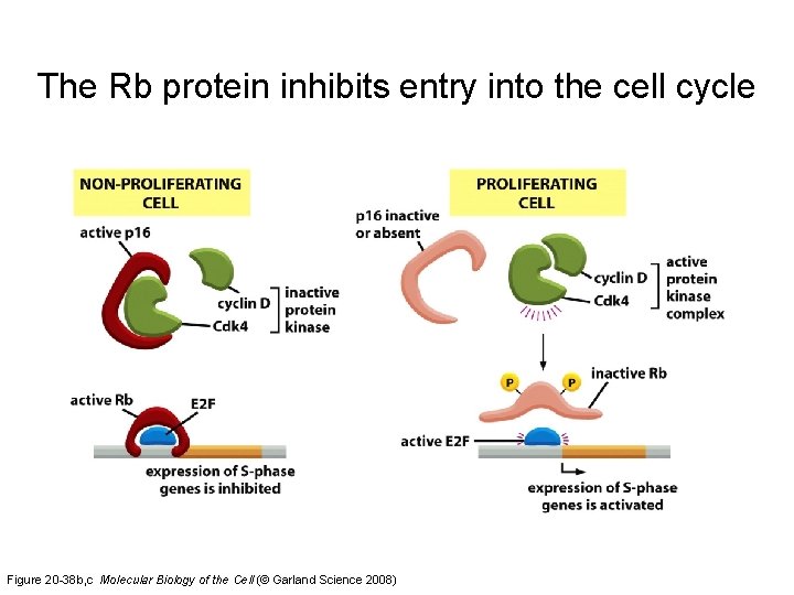 The Rb protein inhibits entry into the cell cycle Figure 20 -38 b, c