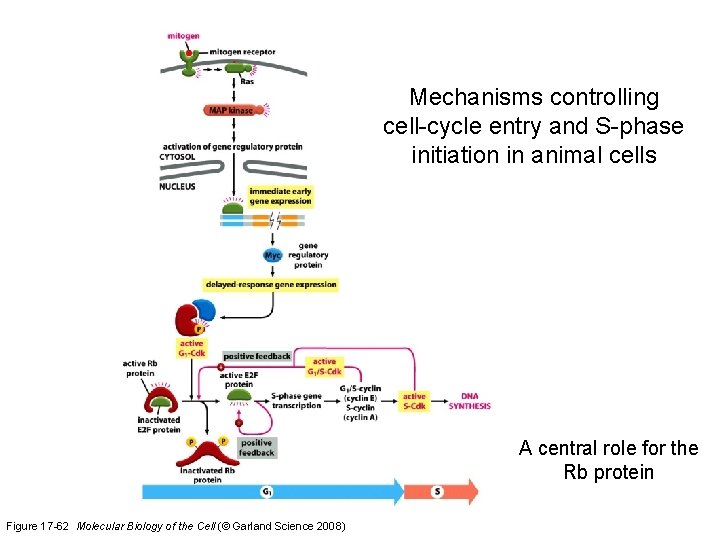 Mechanisms controlling cell-cycle entry and S-phase initiation in animal cells A central role for