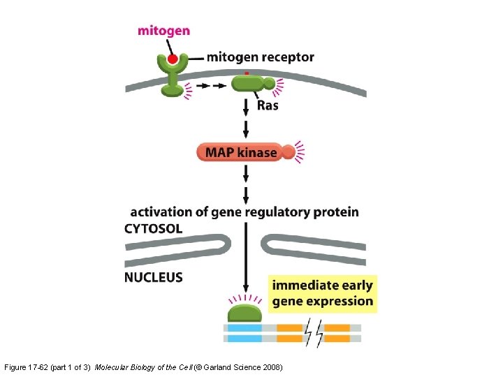Figure 17 -62 (part 1 of 3) Molecular Biology of the Cell (© Garland