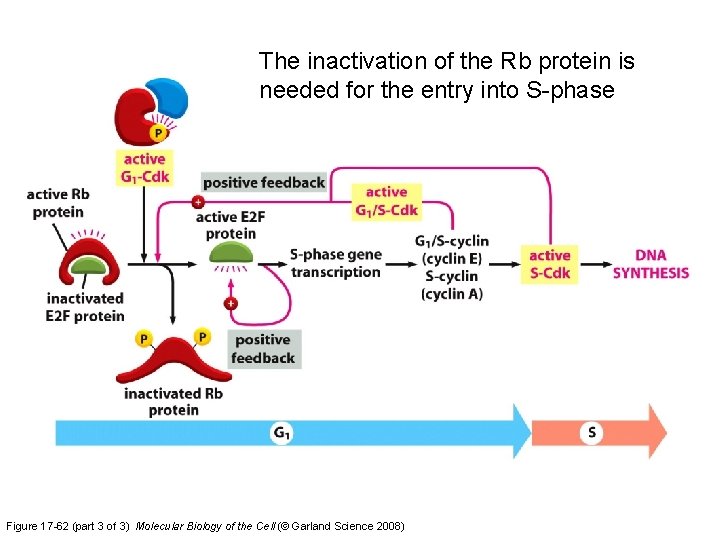 The inactivation of the Rb protein is needed for the entry into S-phase Figure