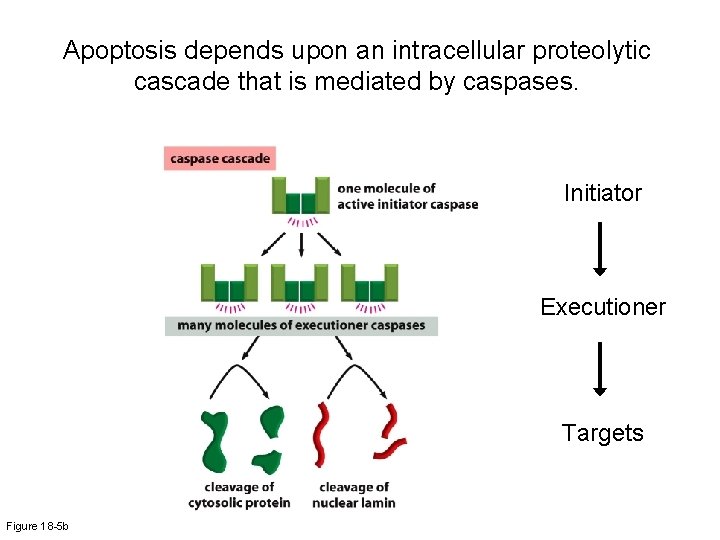 Apoptosis depends upon an intracellular proteolytic cascade that is mediated by caspases. Initiator Executioner