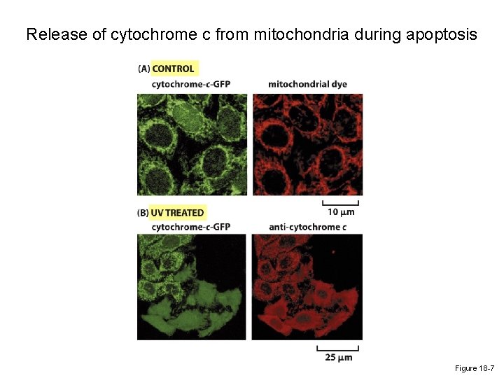 Release of cytochrome c from mitochondria during apoptosis Figure 18 -7 