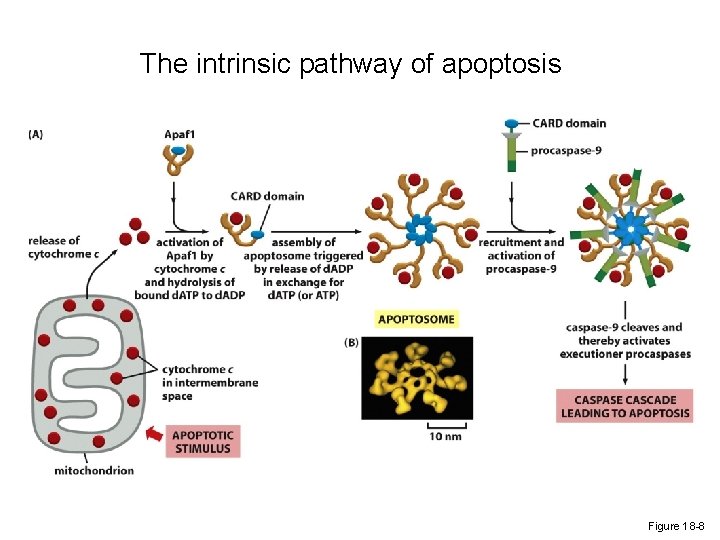 The intrinsic pathway of apoptosis Figure 18 -8 