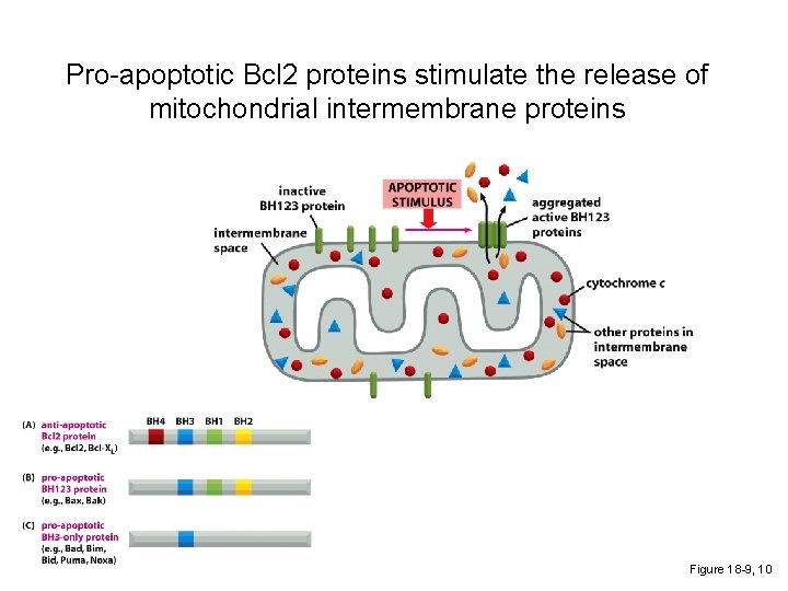 Pro-apoptotic Bcl 2 proteins stimulate the release of mitochondrial intermembrane proteins Figure 18 -9,