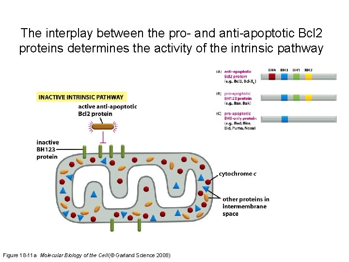 The interplay between the pro- and anti-apoptotic Bcl 2 proteins determines the activity of