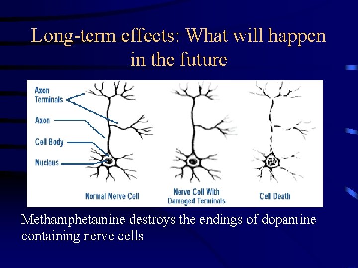 Long-term effects: What will happen in the future Methamphetamine destroys the endings of dopamine