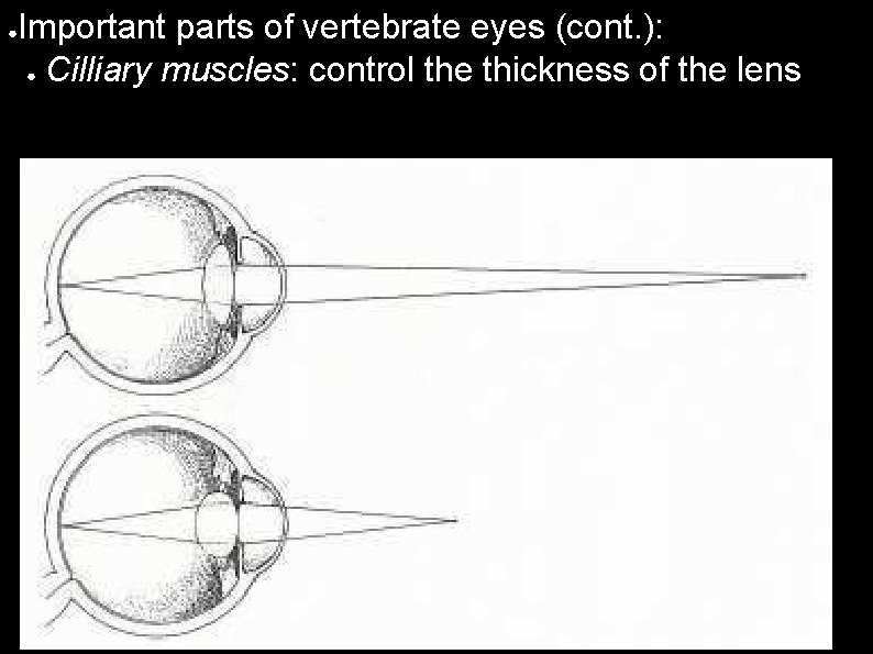 ● Important parts of vertebrate eyes (cont. ): ● Cilliary muscles: control the thickness