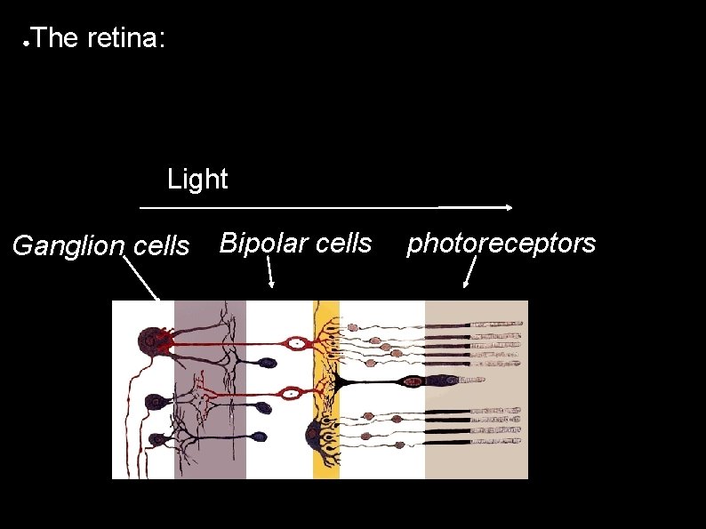 ● The retina: Light Ganglion cells Bipolar cells photoreceptors 