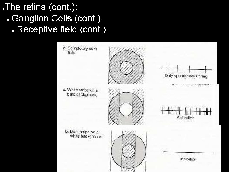 ● The retina (cont. ): ● Ganglion Cells (cont. ) ● Receptive field (cont.