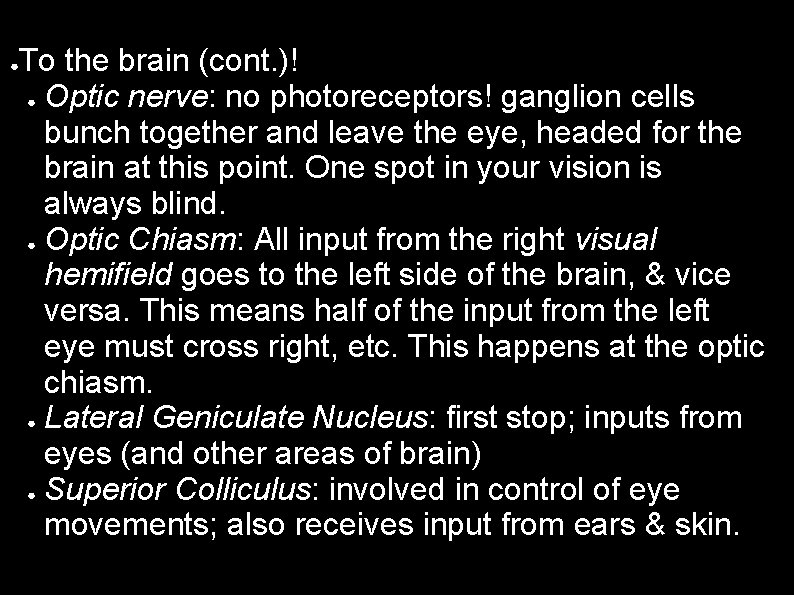 ● To the brain (cont. )! ● Optic nerve: no photoreceptors! ganglion cells bunch