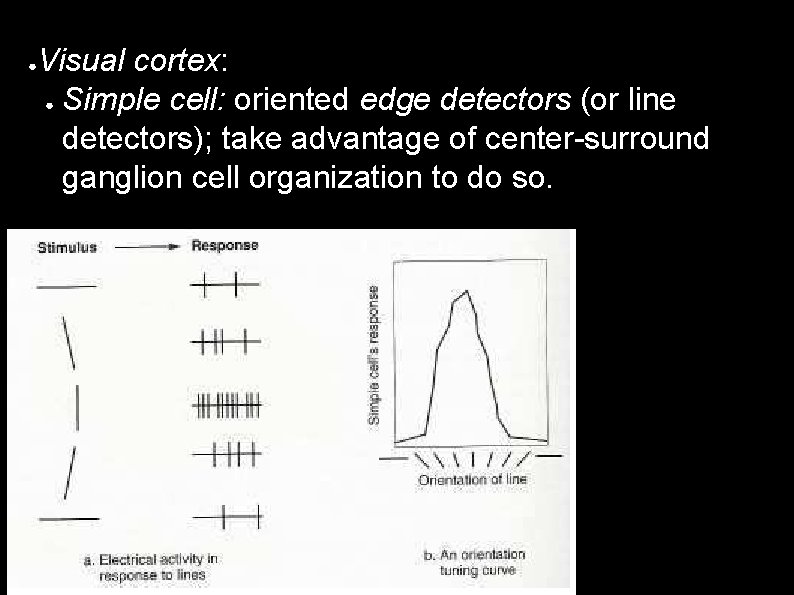 ● Visual cortex: ● Simple cell: oriented edge detectors (or line detectors); take advantage