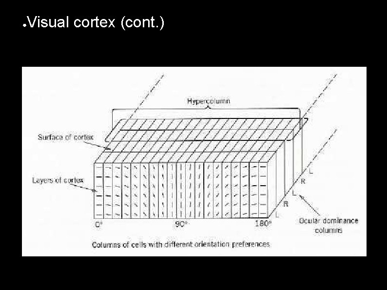 ● Visual cortex (cont. ) 