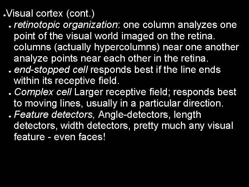 ● Visual cortex (cont. ) ● retinotopic organization: one column analyzes one point of